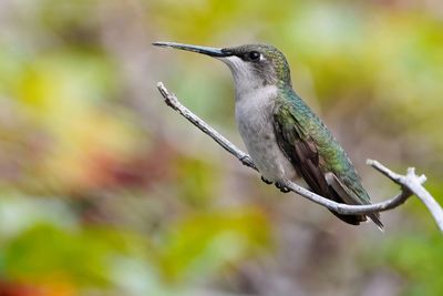 Female ruby-throated hummingbird