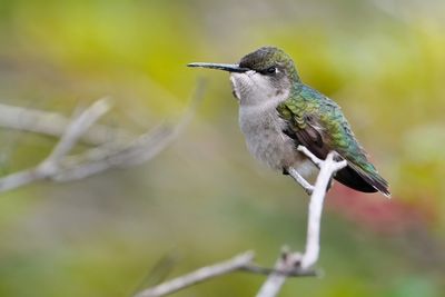 Female ruby-throated hummingbird