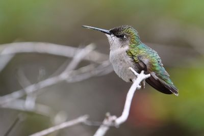 Female ruby-throated hummingbird