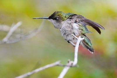Female ruby-throated hummingbird