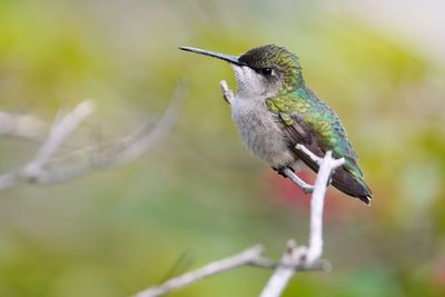 Female ruby-throated hummingbird