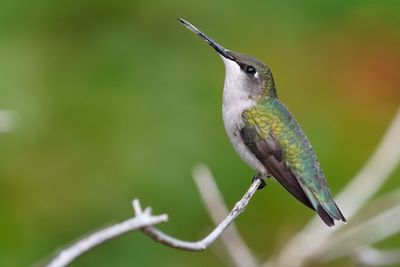 Female ruby-throated hummingbird
