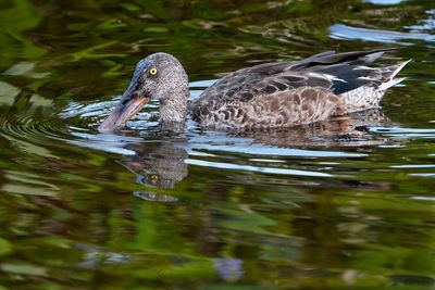 Male northern shoveler