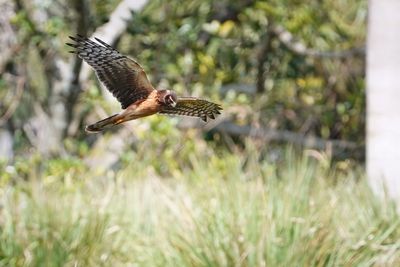 Northern harrier - immature female
