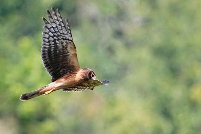 Northern harrier - immature female