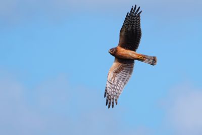 Northern harrier - immature female