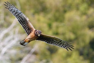 Northern harrier - immature female