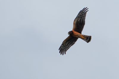 Northern harrier - immature female
