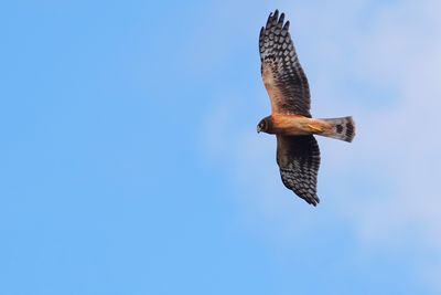 Northern harrier - immature female