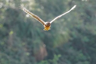 Northern harrier - immature female