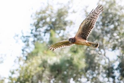 Northern harrier - immature female