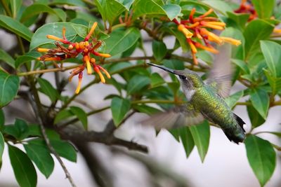 Female ruby-throated hummingbird