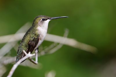 Female ruby-throated hummingbird