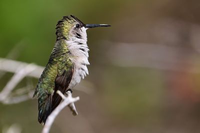 Female ruby-throated hummingbird