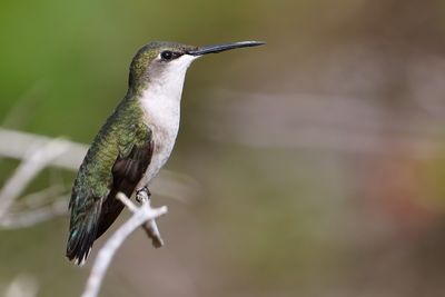 Female ruby-throated hummingbird