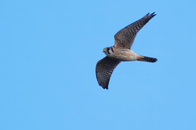 American kestrel