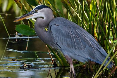 Great blue heron