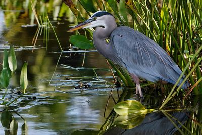Great blue heron