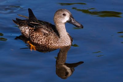 Blue winged teal