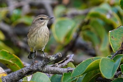 Palm warbler