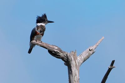 Female belted kingfisher