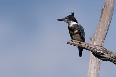 Female belted kingfisher