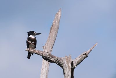 Female belted kingfisher