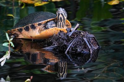 Florida cooter turtle