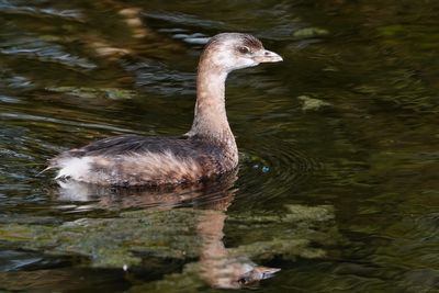Pied-billed grebe