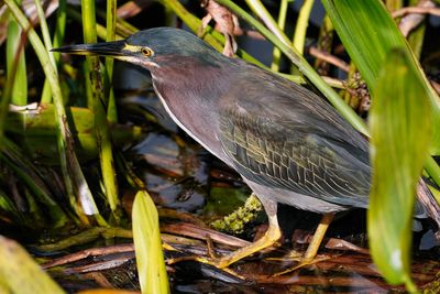 Green heron