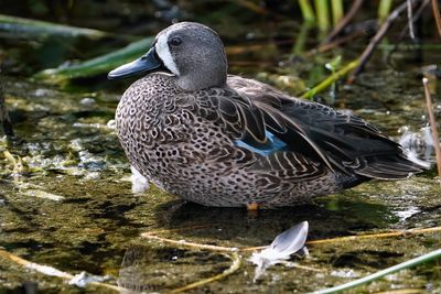 Male blue-winged teal