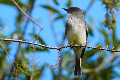 Eastern phoebe