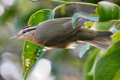 Worm-eating warbler