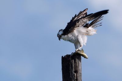 Osprey with fish