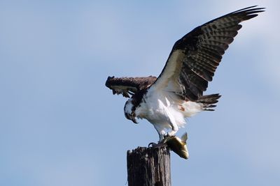 Osprey with fish