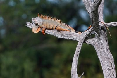 Green iguana out on a high branch