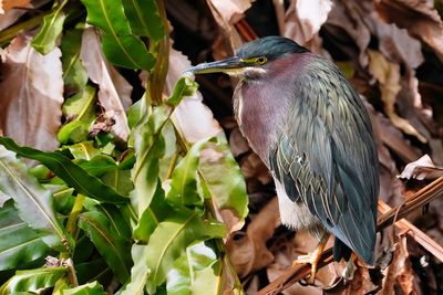 Green heron