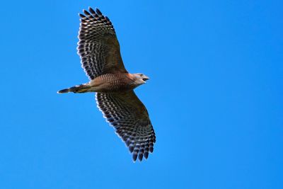 Red-shouldered hawk in flight