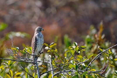 Juvenile red-shouldered hawk
