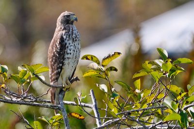 Juvenile red-shouldered hawk