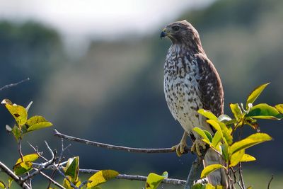 Juvenile red-shouldered hawk