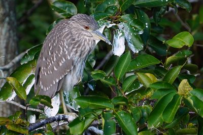 Juvenile black-crowned night heron