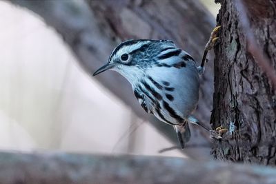 Black-and-white warbler