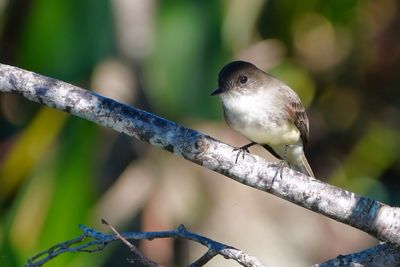 Eastern phoebe