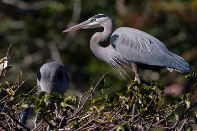 Great blue herons building a nest
