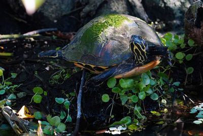 Cooter turtle in flying pose