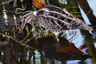 Wilson's snipe in the shade