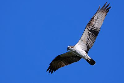 Osprey banking overhead
