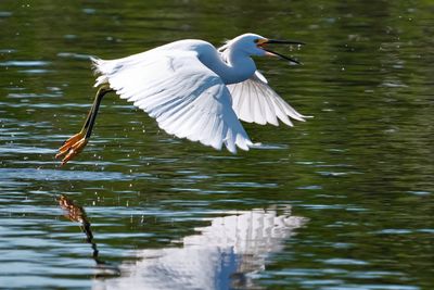 Snowy egret skimming over the water