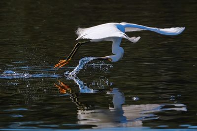 Snowy egret fly-fishing technique